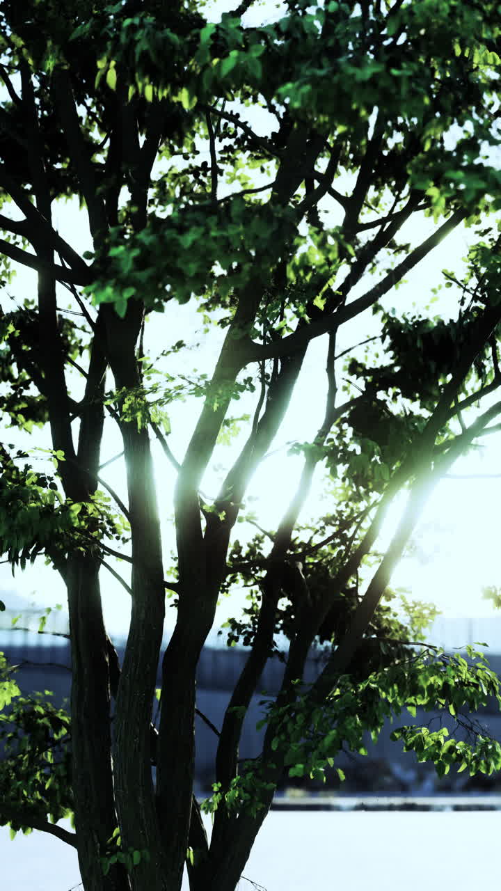 A close-up of a tree with green leaves and sunbeams shining through the branches.