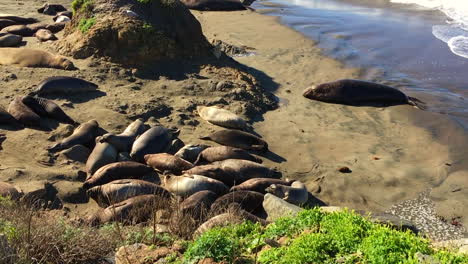 los elefantes marinos bebés se tiran y duermen en la colonia de san simeón, california, con adultos vigilando, cerca del castillo hearst en la playa del océano pacífico, 1080p
