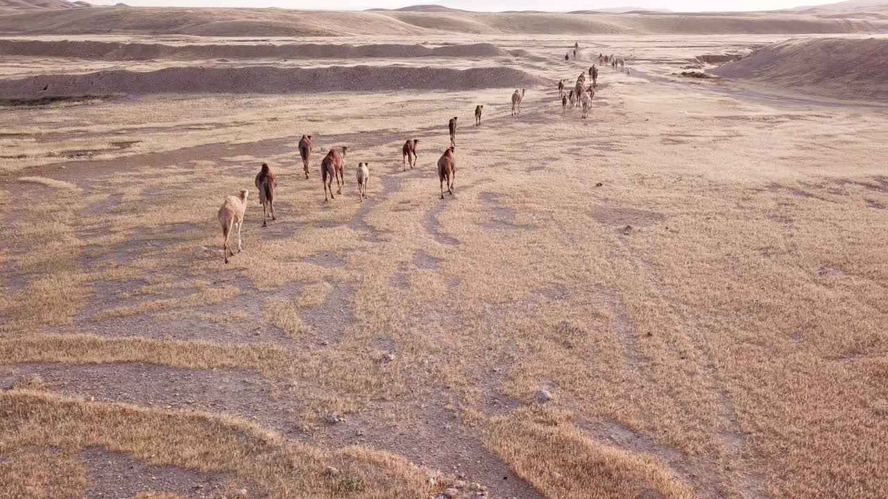 사막에서 큰 낙타가 들렸습니다.