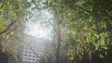 green trees in a park in a city on a sunny day