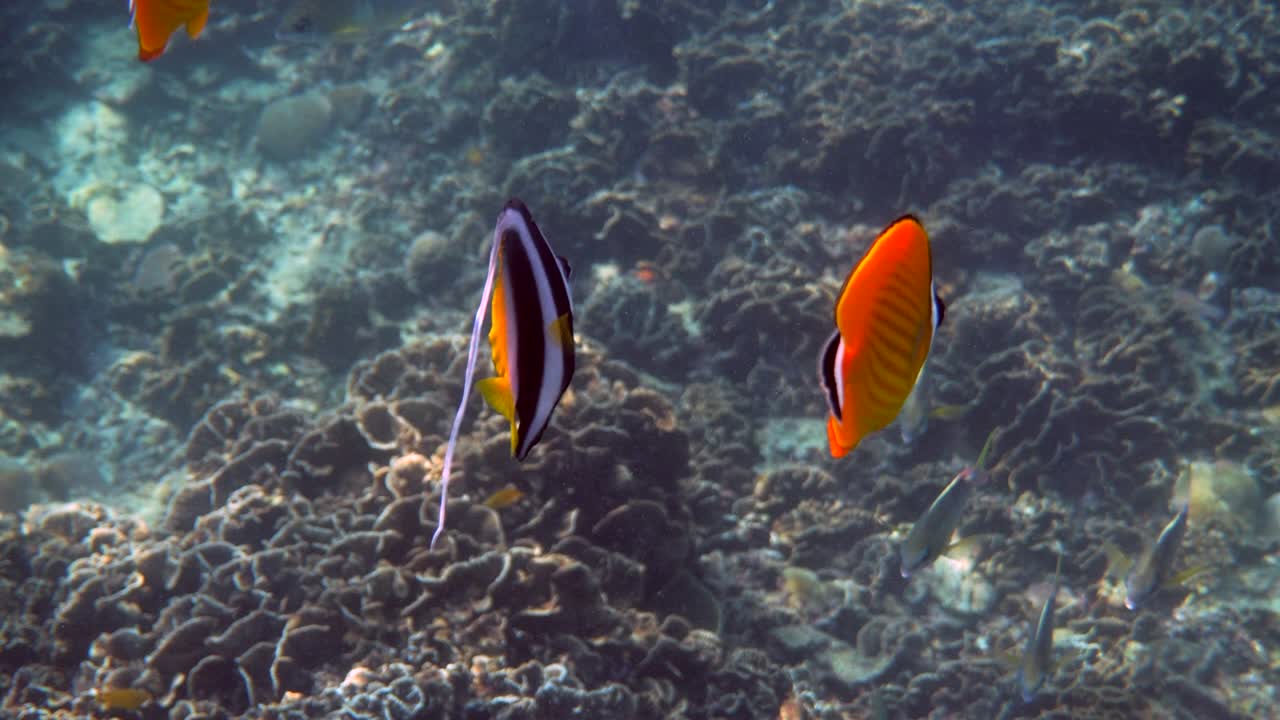 video submarino de una pareja de peces mariposa de capa negra amarilla y peces de bandera de aleta larga nadando entre arrecifes de coral tropicales. actividad de buceo, concepto de inmersión. vida silvestre en el océano profundo.