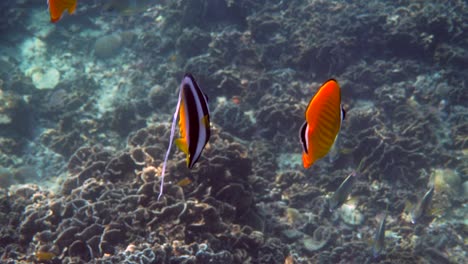 underwater video of pair yellow blackcap butterflyfish and longfin bannerfish fish swimming among tropical coral reefs. snorkeling activity, dive concept. wildlife deep ocean.