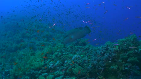 Napoleon-Lippfisch-Auf-Tiefem-Korallenriff-Im-Roten-Meer