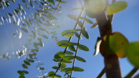 Primer-Plano-Mirando-Un-árbol-De-Eucalipto-Utilizado-Para-Aromas-De-Ducha,-Aromaterapia,-Salud,-Aceites-Esenciales,-Spas,-Medicina-Alternativa-Y-Autocuidado