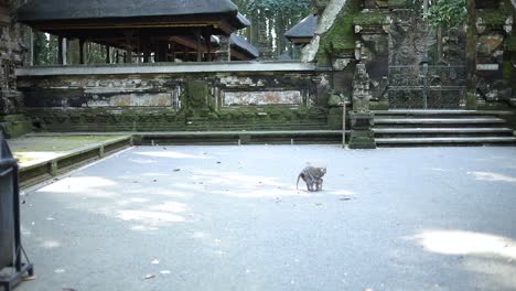 Una-Madre-Y-Un-Bebé-Mono-Balinés-De-Cola-Larga-En-El-Bosque-De-Monos-Sagrados-En-Bali,-Indonesia