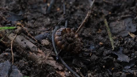 A-forest-ground-scenario-with-this-small-creature-curled-up-together-as-a-defence-position-while-a-reddish-bug-moves-on-the-left-corner-of-the-frame,-Millipede,-Orthomorpha,-Thailand