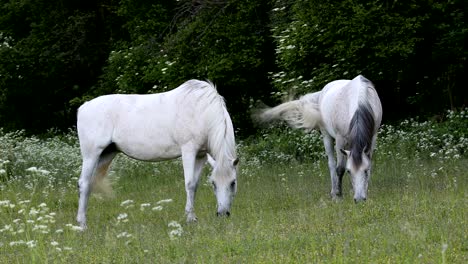 white horse is grazing in a spring meadow