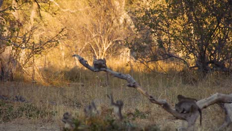 a family of baboons primates playing on a broken trunk in botswana