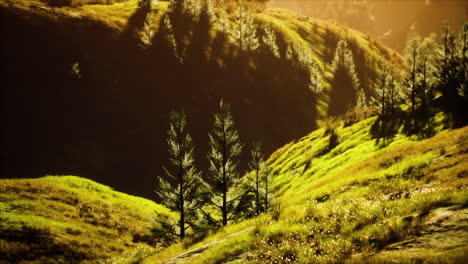 puesta de sol en la montaña con hierba verde y árboles