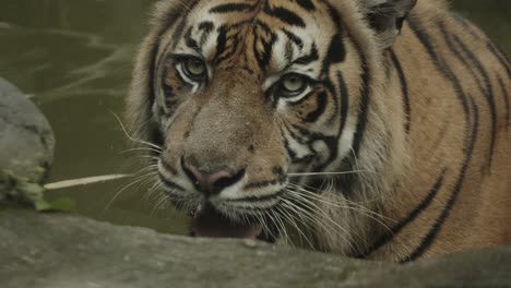 big adult tiger stares into camera, close-up to medium