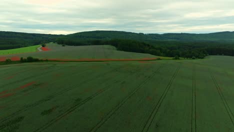 aerial view of a field of red poppies in a beautiful czech landscape in summer. drone view