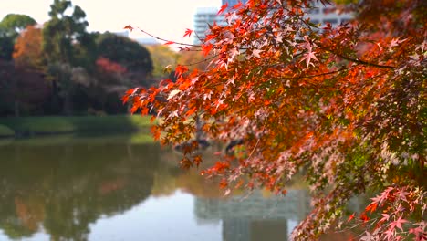 beautiful bright red maple leaves close up inside japanese garden with pond