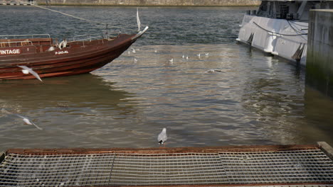 duoro river with old boat and many seagulls, slow motion view