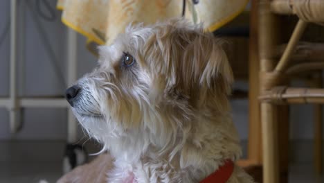 small, fluffy dog, sitting, looking around and at camera, medium shot