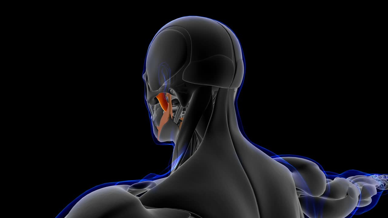 masseter anatomía del músculo profundo para el concepto médico bucle capaz ilustración 3d
