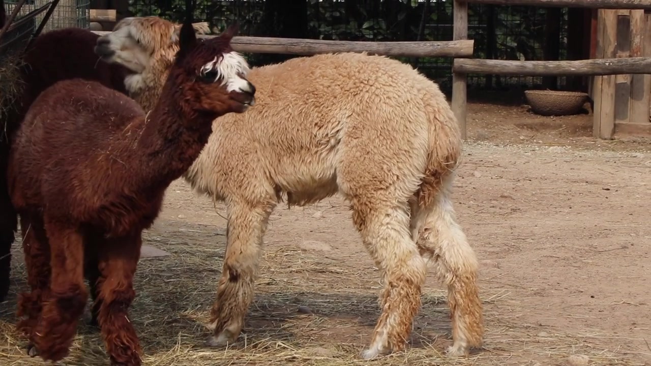 Una alpaca de color marrón claro (Vicugna pacos) de pie en su recinto y acicalándose lamiéndose la pata