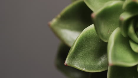 micro vídeo de un primer plano de una planta de cactus verde con espacio de copia en un fondo gris