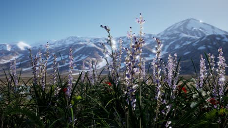 lavender field with blue sky and mountain cover with snow