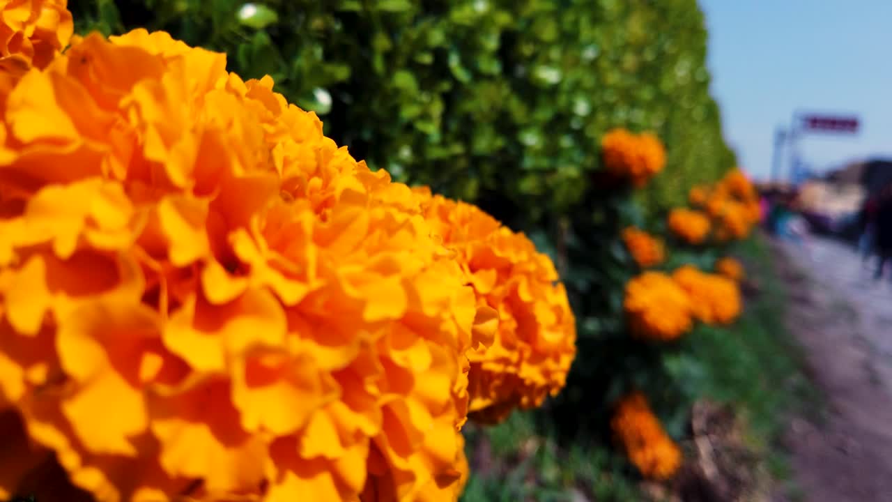 Close-up shot of a path made of cempasúchil flowers for the Day of the Dead celebration in the magical town of Tepotzotlán, Mexico