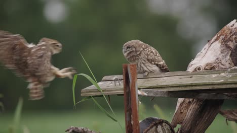 Close-up-static-shot-of-a-juvenile-Little-Owl-waiting-for-parent-to-arrive-and-feed-them,-the