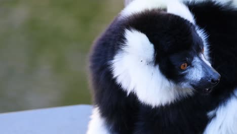 lemur observed at melbourne zoo exhibit