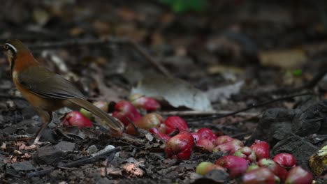 visto alimentándose de frutas en el suelo en lo profundo del bosque, zorzal risueño garrulax monileger, parque nacional kaeng krachan, tailandia