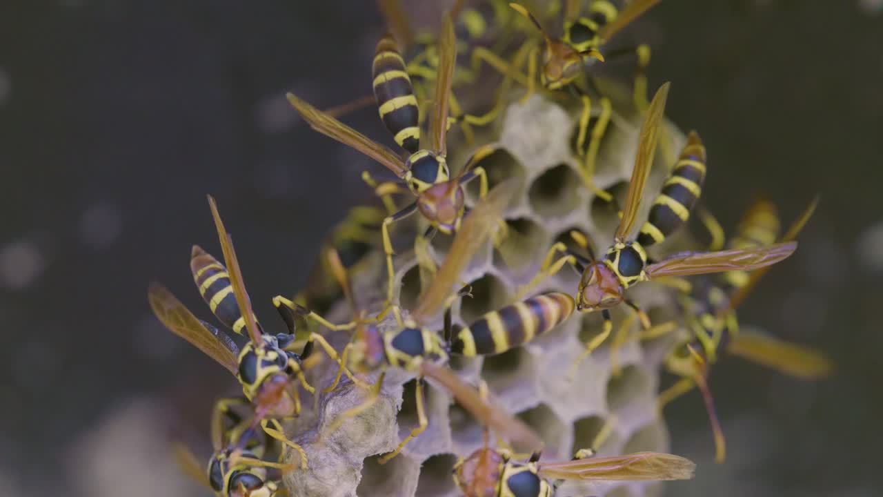 Wasp, Hornets, Yellowjackets on nest