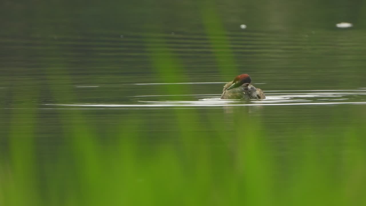 маленький граб - плавание - вода