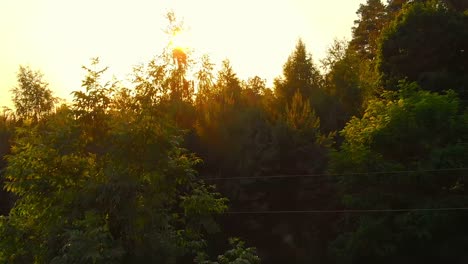 sunlight shining through green trees in summer time, minnesota, united states