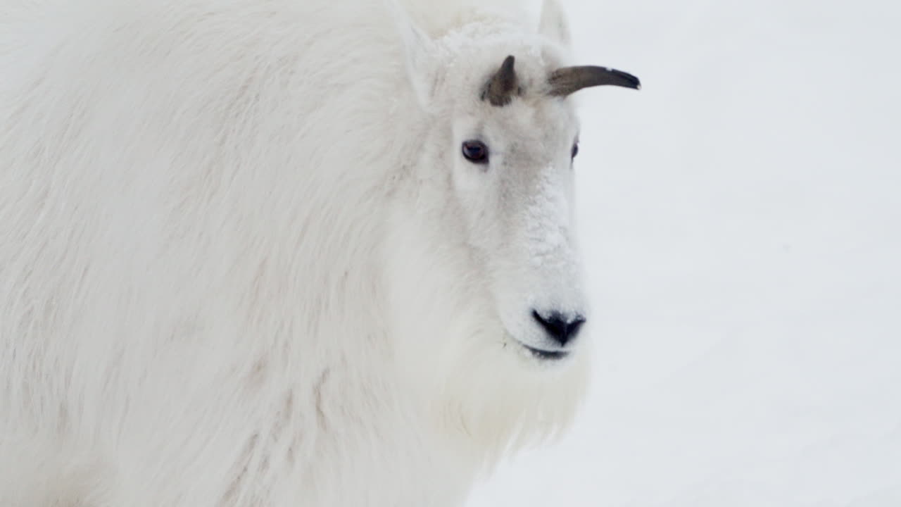 Fjellgeit med hvit pels om vinteren i Yukon, Canada. Opptak i sakte film