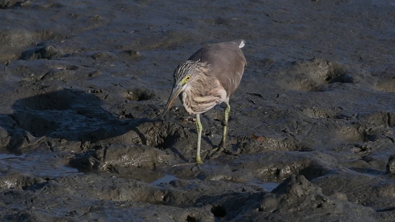 una de las garzas de estanque encontradas en tailandia que muestran diferentes plumajes según la temporada