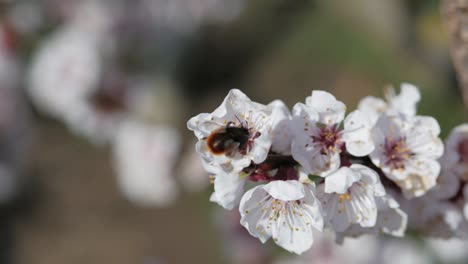 bee on cherry blossom collecting nectar and pollen moving from blossom to blossom