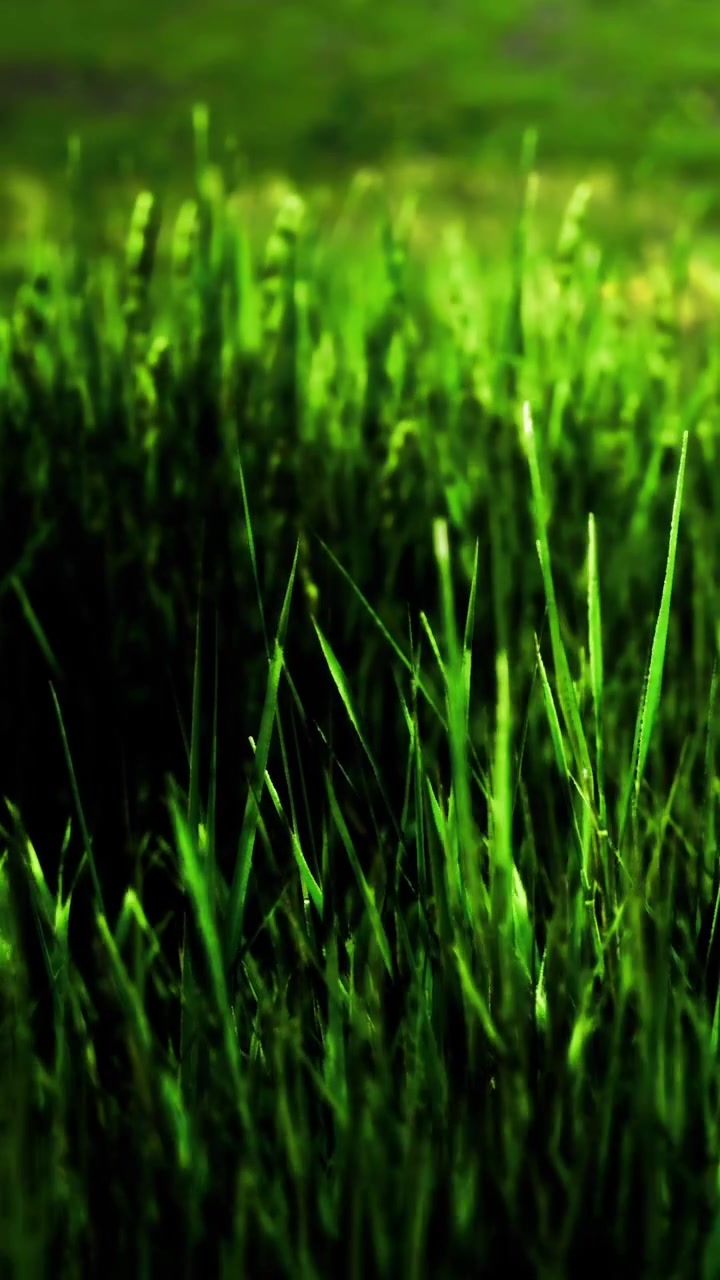 Fili d'erba verde e rigogliosa che ondeggiano nella dolce brezza in un pomeriggio soleggiato.