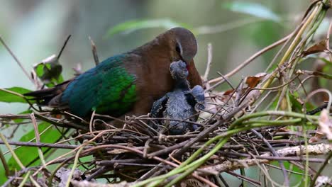 The-Common-Emerald-Dove-is-common-to-Asian-countries-and-it's-famous-for-its-beautiful-emerald-coloured-feathers