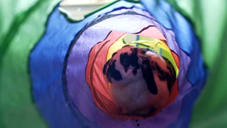 adorable bunny playing in a tube