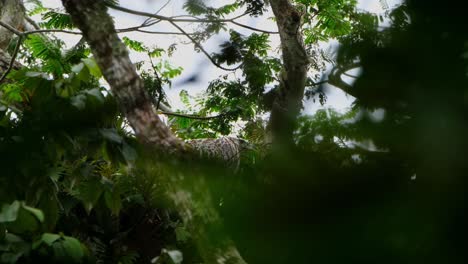 visto en la parte superior de un árbol cubierto de ramas y hojas mientras mira hacia la derecha, el águila filipina pithecophaga jefferyi, filipinas