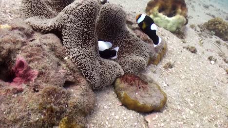 saddleback anemone 魚類魚類類動物類型類型種類類型 類別 類型