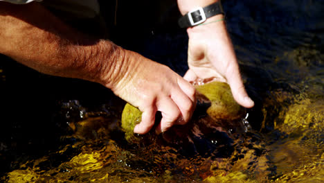 fly fisherman removing rock from shallow river water