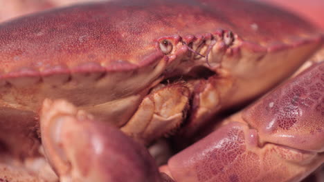 close up view of an alive red crab - slider right