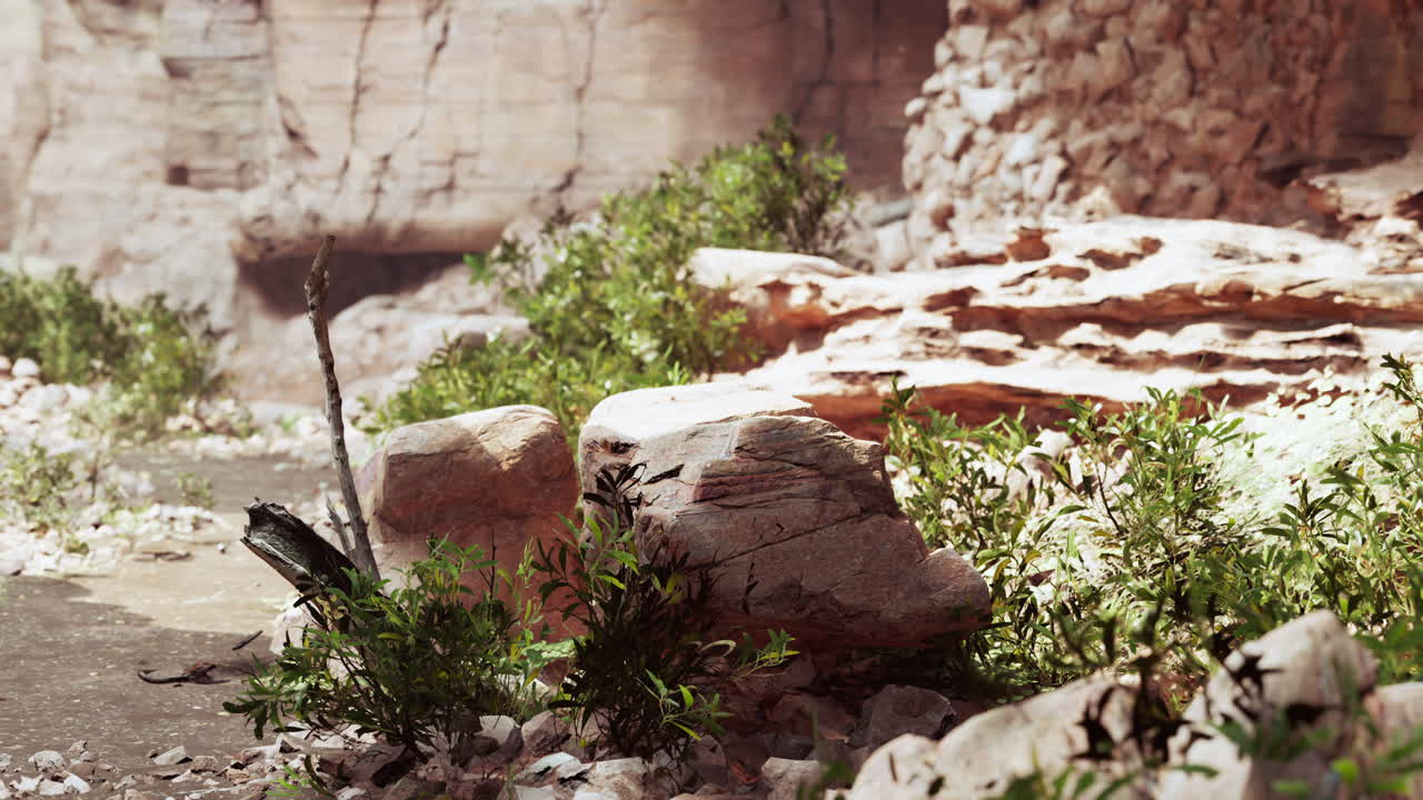 тропа в гавайском тропическом лесу, ведущая к большой пещере