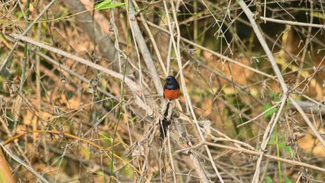 shama de rabadilla blanca, copsychus malabaricus, parque nacional de khao yai, tailandia