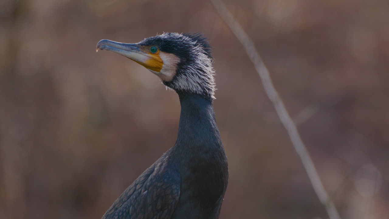 큰 검은 코르모란이 호기심을 가지고 주변을 둘러보는 가까운 드헬드