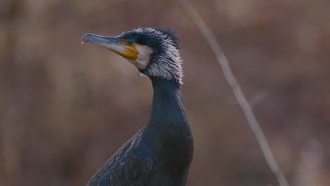 Close-up-handheld-shot-of-Great-black-cormorant-looking-curiously-around