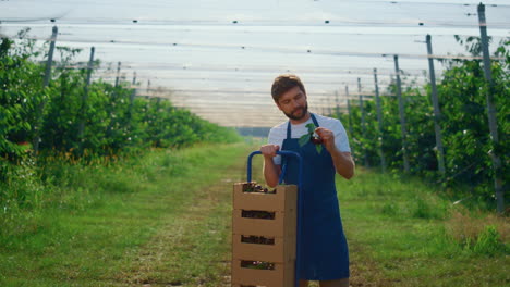 male farmer holding fresh berry near box at sunny summer agriculture plantation.