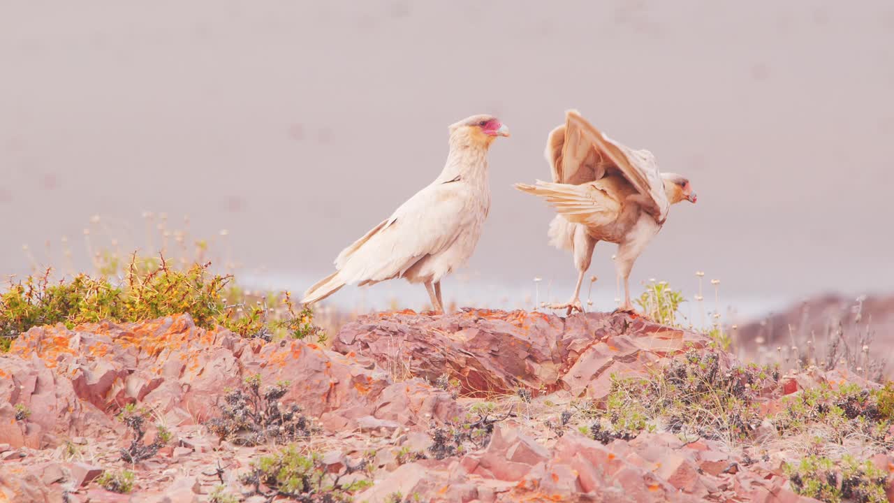 Un Caracara crestato vola per unirsi al suo compagno sulla roccia e gli fa dei gesti.