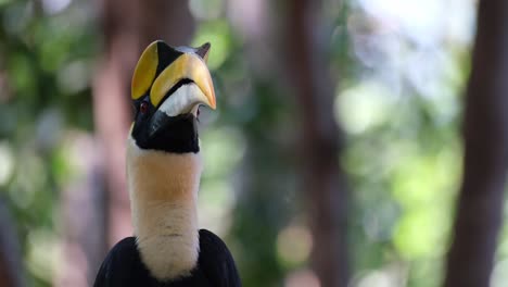 Great-Hornbill,-Buceros-bicornis