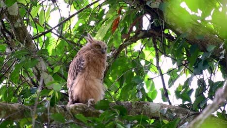 the buffy fish owl is a big owl and yet the smallest among the four fish owls