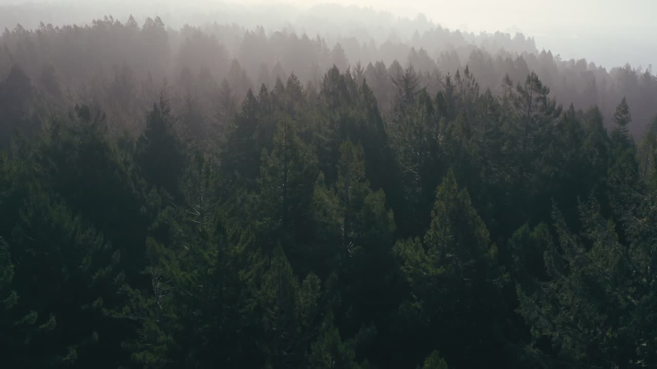 Alberi della California settentrionale al tramonto
