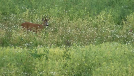 Roe-deer-graze-in-the-meadow