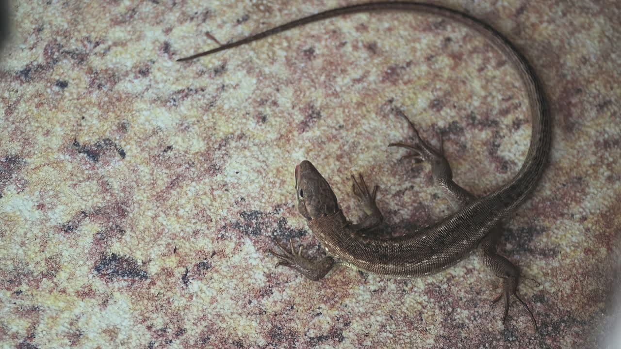 Gray cat's paw touching a small lizard on a stone floor
